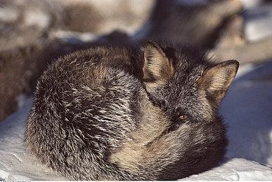 《蔚蓝档案》2023年全球市场收入和下载量增长一倍以上